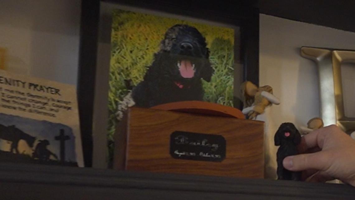 Couple's poodle dies at Robstown boarding facility on their wedding day