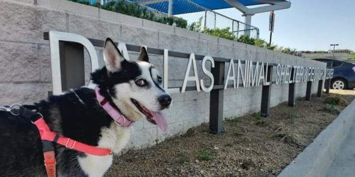 Dallas animal shelter invites residents to host pet holiday