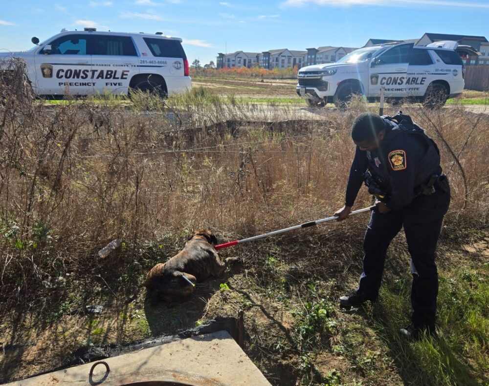 Harris County dog attack