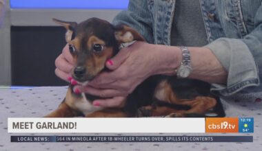 TUESDAY TAILS: Meet Garland from the SPCA of East Texas