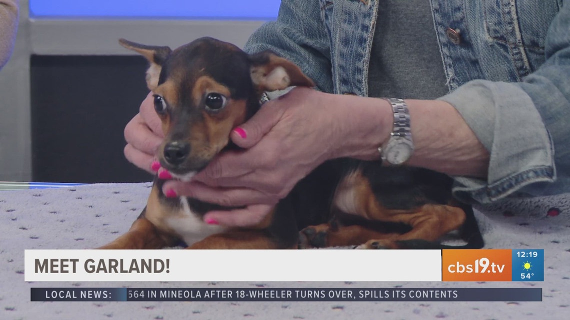 TUESDAY TAILS: Meet Garland from the SPCA of East Texas
