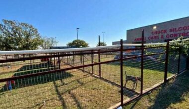 Generous donation transforms play yard at Fort Worth shelter