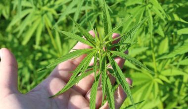 Texas Officials File Revised Rule Banning Hemp THC Sales To People Under 21 As State Expands Medical Marijuana Program