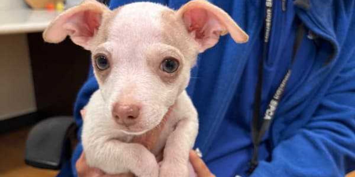 Begin the New Year by fostering for Houston SPCA