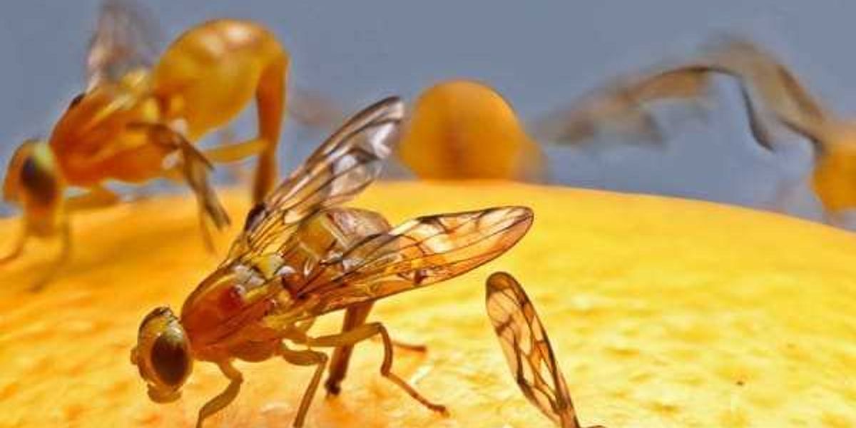 Citrus-loving Mexflies threaten Rio Grande Valley crops