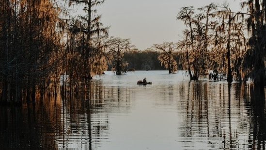 Buffalo Bayou serial killer rumors reignite conversations about Lady Bird Lake ‘Ripper’(Unsplash - representational image)