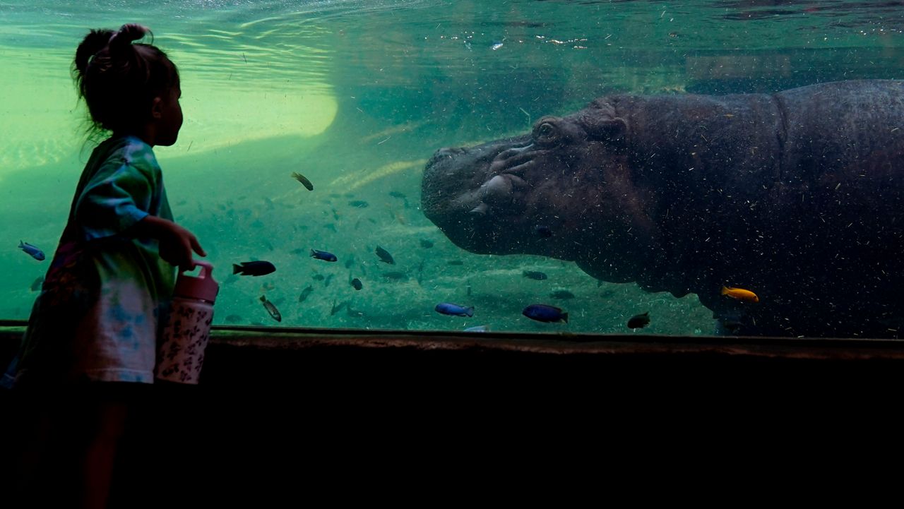 Timothy, a 7-year-old hippopotamus, chases an ice block at the San Antonio Zoo, Friday, July 8, 2022, in San Antonio. (AP Photo/Eric Gay)