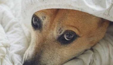 7 tips for keeping SA pets safe and calm during fireworks