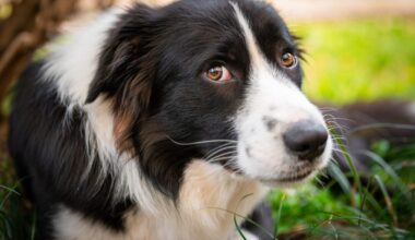 Alleged Dog Abuse Caught on Camera in El Paso – One Green Planet