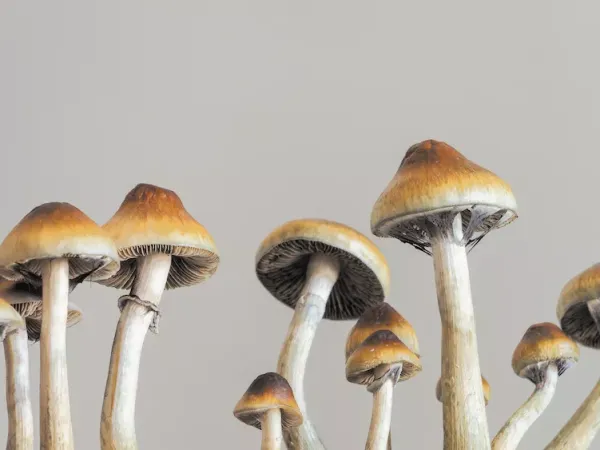 Cuts to the VA renews urgency for Texas lawmakers to back study of psychedelics for treating PTSD