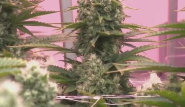 Texas DPS moving forward with expanding cannabis compassionate use program