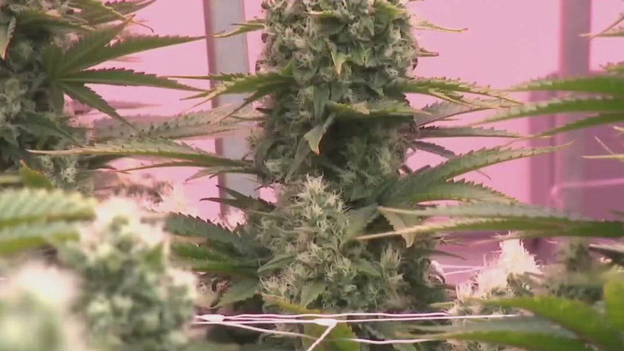 Texas DPS moving forward with expanding cannabis compassionate use program