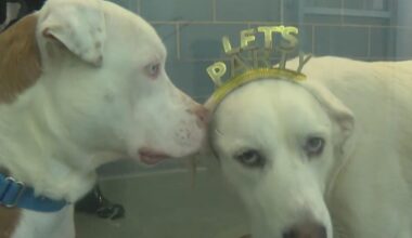 Dallas volunteers help shelter animals cope with fireworks