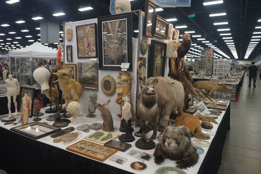 Attendees exploring taxidermy, art, and oddities at the oddities and curiosities expo in el paso.
