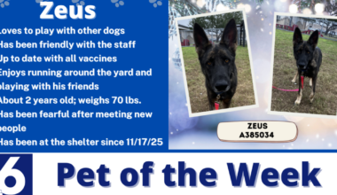 Pet of the Week: Zeus