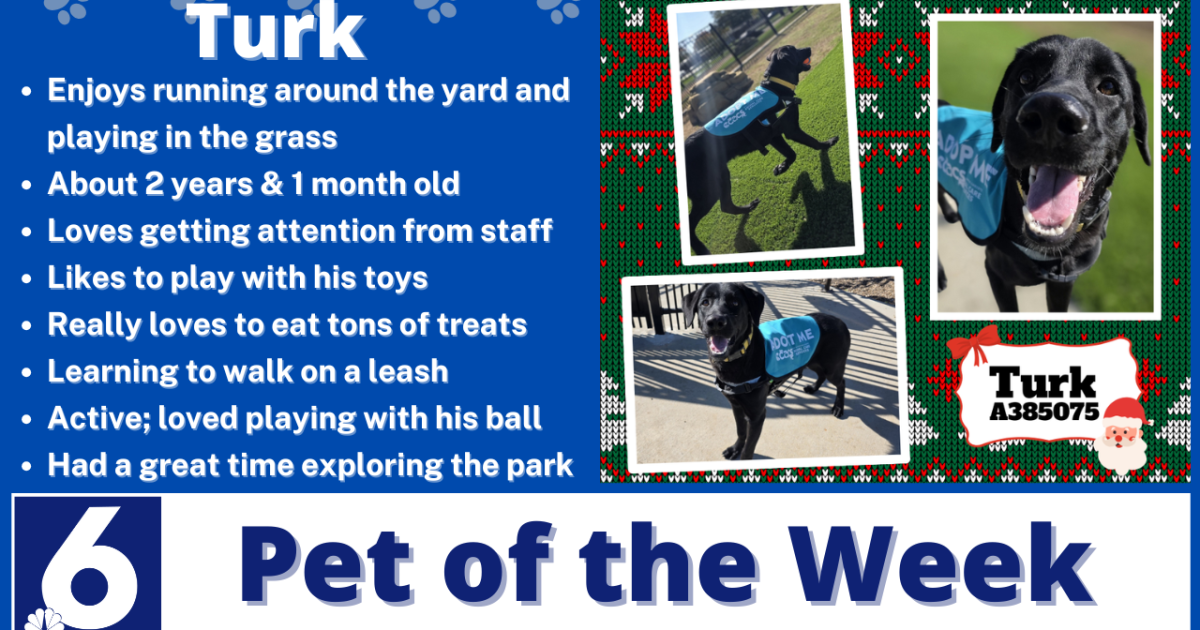 Pet of the Week: Turk