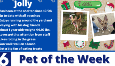 Pet of the Week: Jolly