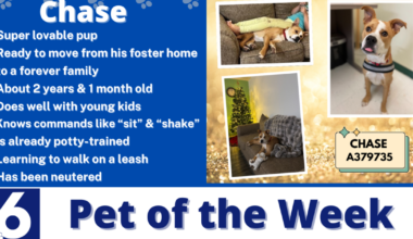 Pet of the Week: Chase