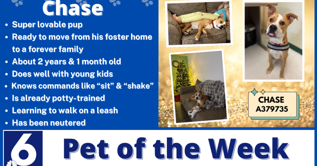 Pet of the Week: Chase