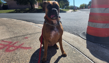 Driver cited after pedestrian struck in downtown Corpus Christi crosswalk