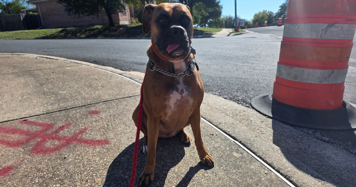 Driver cited after pedestrian struck in downtown Corpus Christi crosswalk