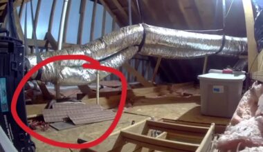 Texas City woman finds rats, over-6-foot snake in her rental home's attic