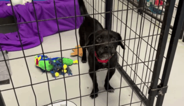 Houston Pets Alive conducting largest fundraiser ever