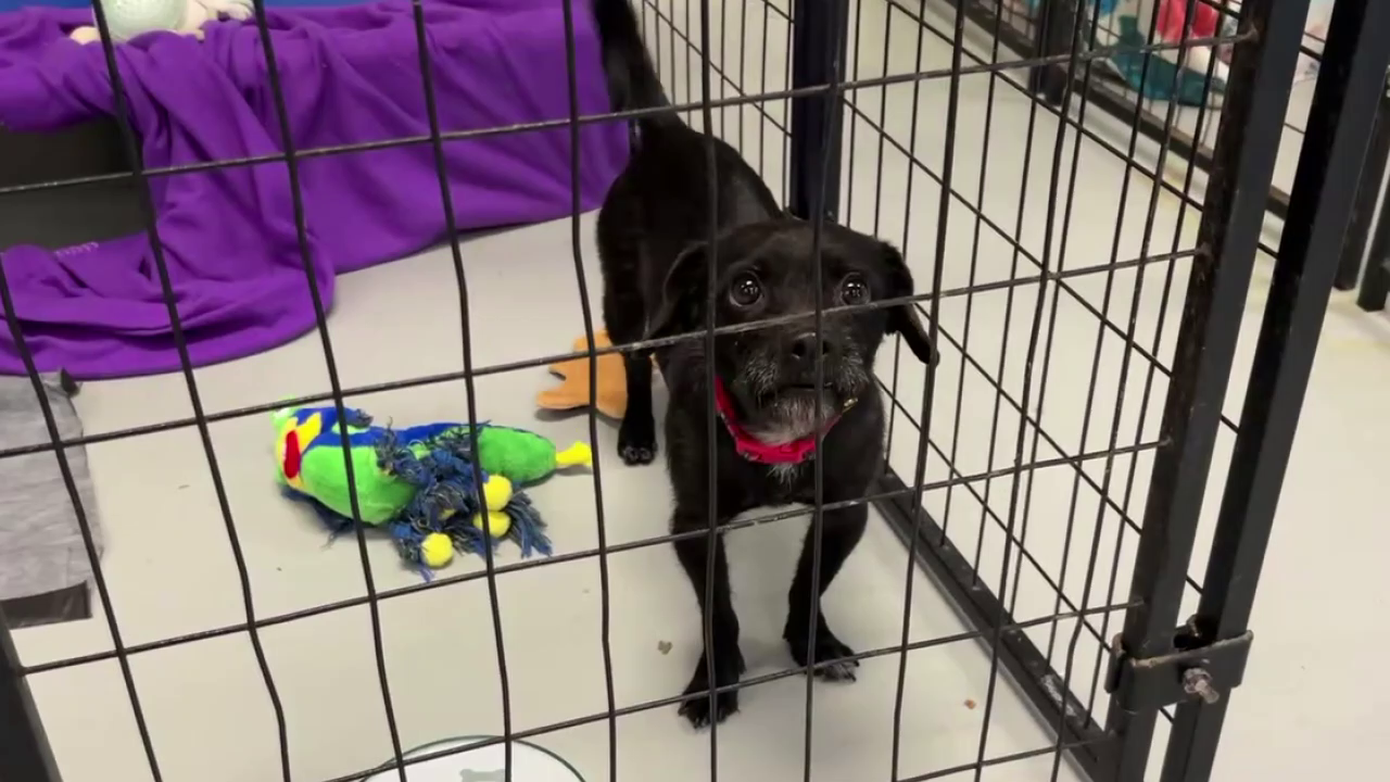 Houston Pets Alive conducting largest fundraiser ever