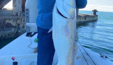Catching a massive red fish in Corpus Christi Bay