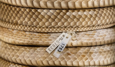 How a rare rattlesnake inspiresss research at UTA and beyond