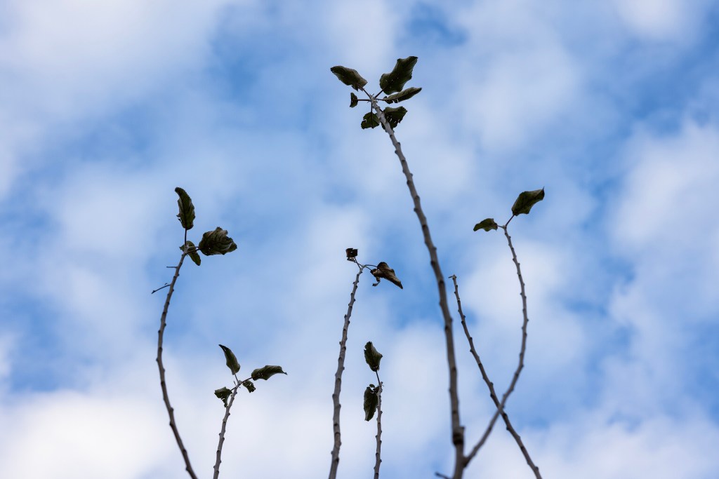 (Maria Crane | Fort Worth Report/CatchLight Local/Report for America)