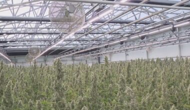 Texas hemp industry braces for significant fees amid new regulatory push