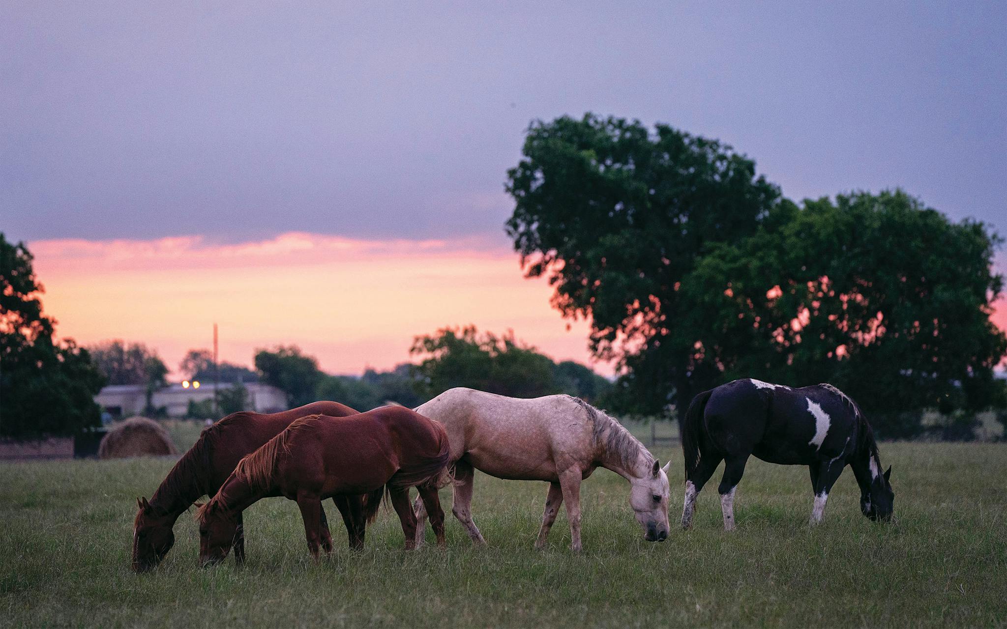 May 10 6:20 A.M. Horses grazing in a pasture at the southernmost tip of the city as the sun rises behind them.