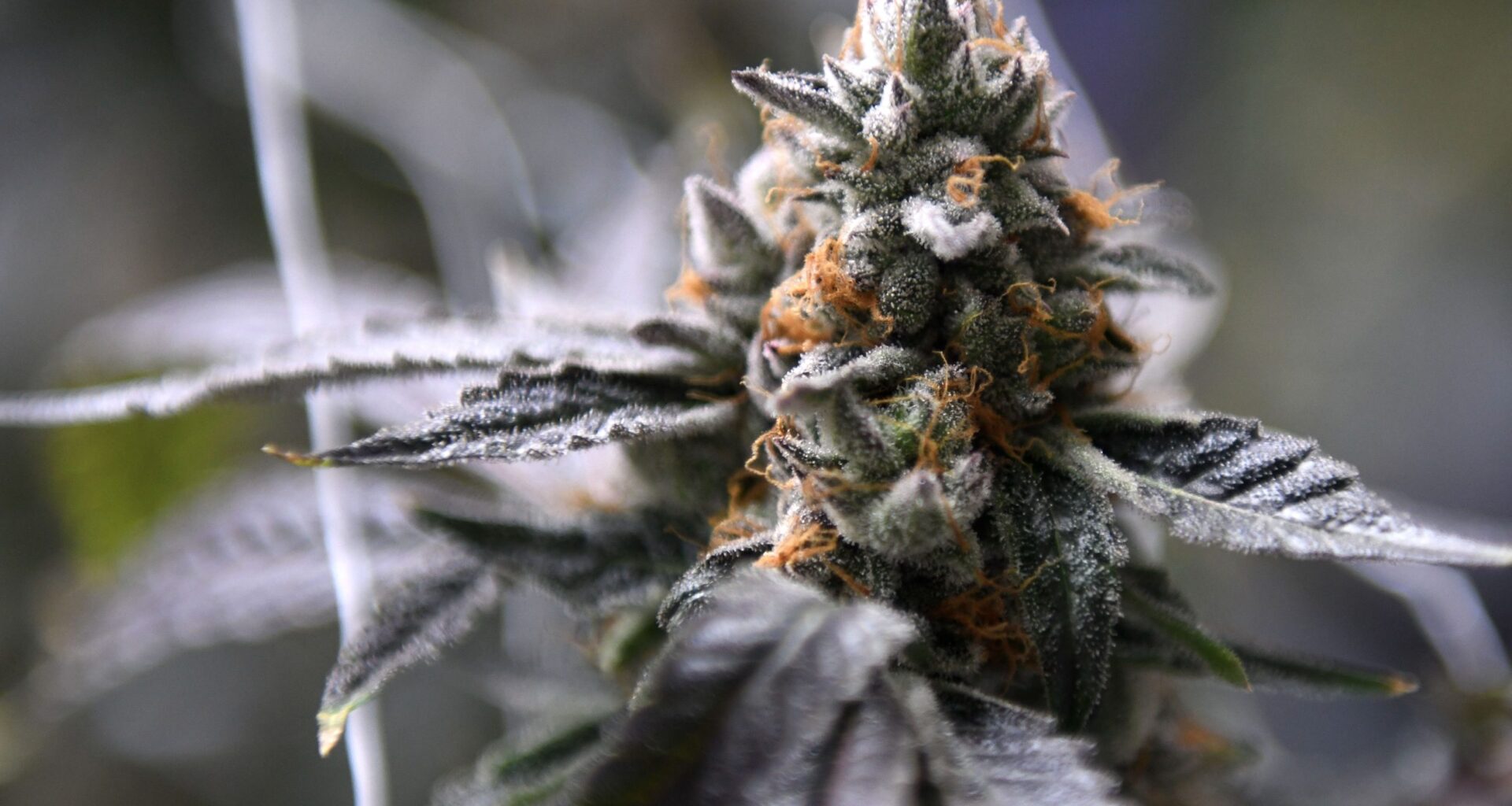 TABC finalizes rules for consumable hemp industry in Texas