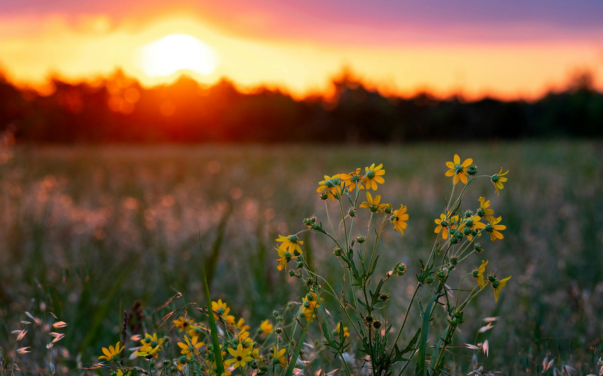 May 10 6:42 A.M. The sun rises over an open field at the southeast corner of Dallas Avenue and Telephone Road near Dallas College’s Cedar Valley Campus in far South Dallas.