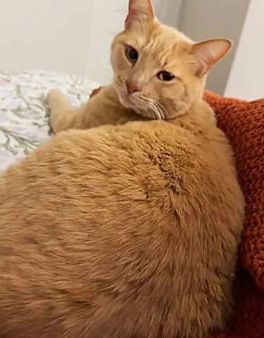 Photo of the cat Charlene Wilts/TikTok