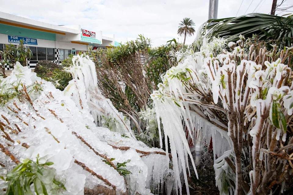 A broken water pipe creates iced over plants along Staples Street near Doddridge Street as temperatures dip below freezing on Monday, Feb. 15, 2021.
