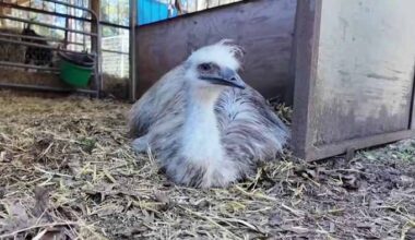 Archie the Emu found at nearby property after going missing from Willis animal sanctuary