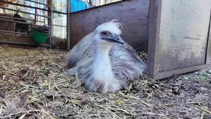 Archie the Emu found at nearby property after going missing from Willis animal sanctuary
