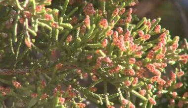 Mountain cedar approaching its peak