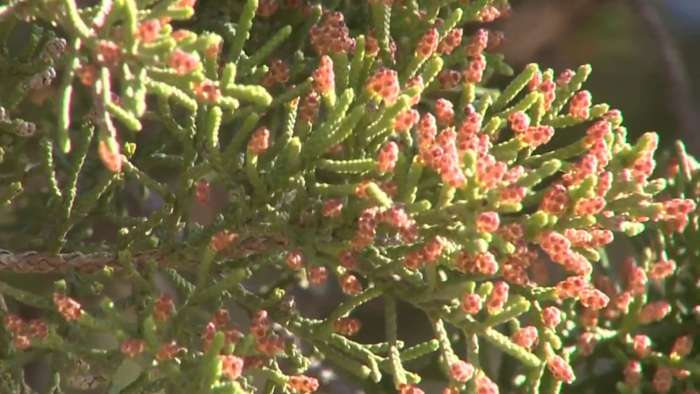 Mountain cedar approaching its peak