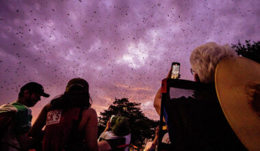 The Austin Skyline from the campus of the Texas School for the Deaf, Oct. 7, 2025.