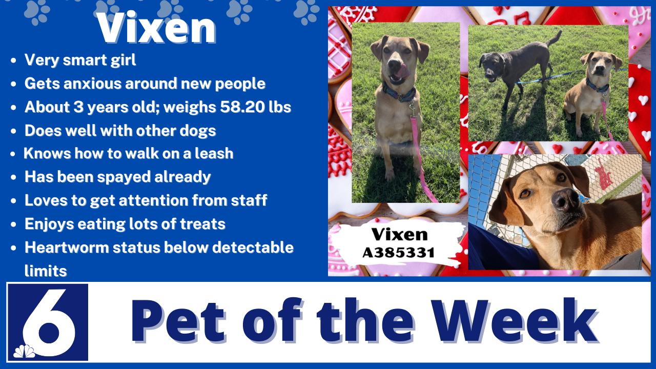 Pet of the Week Vixen