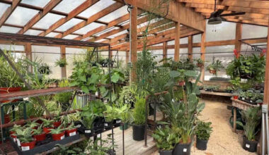 Beloved San Antonio plant nursery closing, owners transforming property into free community garden