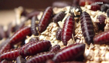 Screwworm could be moving towards Texas on its own