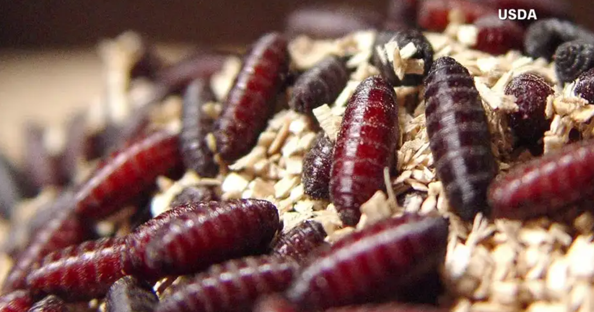 Screwworm could be moving towards Texas on its own