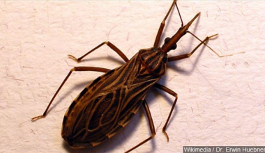 UTEP researchers find high level of infection in kissing bugs that transmit Chagas disease