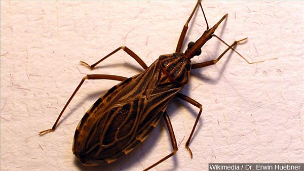 UTEP researchers find high level of infection in kissing bugs that transmit Chagas disease