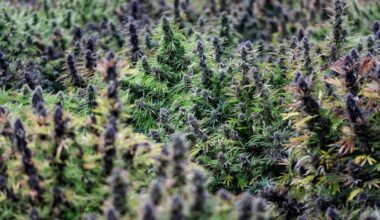 Texas Proposes 10,000% Hike in Hemp Licensing Fees to Overhaul Industry