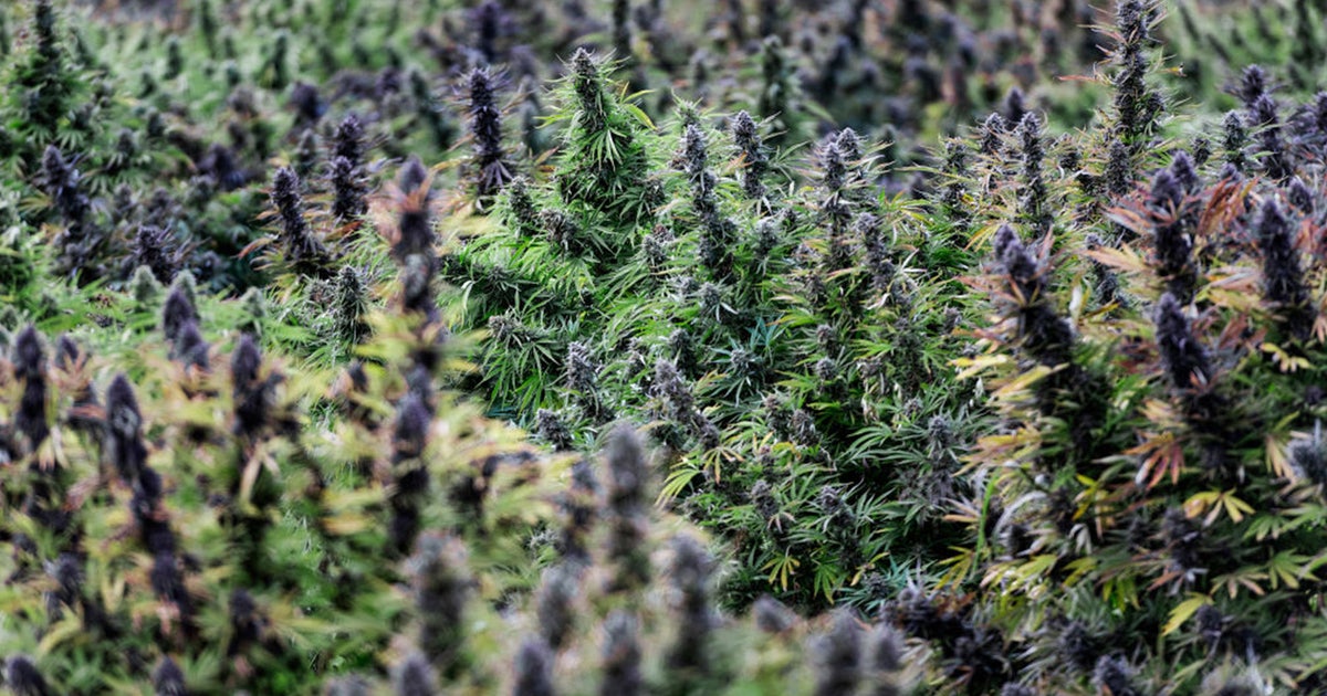 Texas Proposes 10,000% Hike in Hemp Licensing Fees to Overhaul Industry